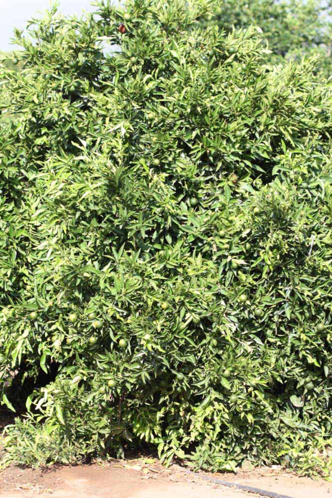            Habit (Riverside, CA)   